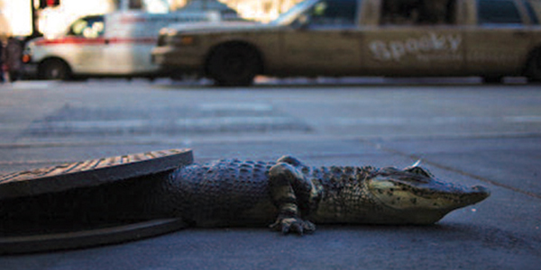Chris Farling, 'Sewer Gator,' 2011