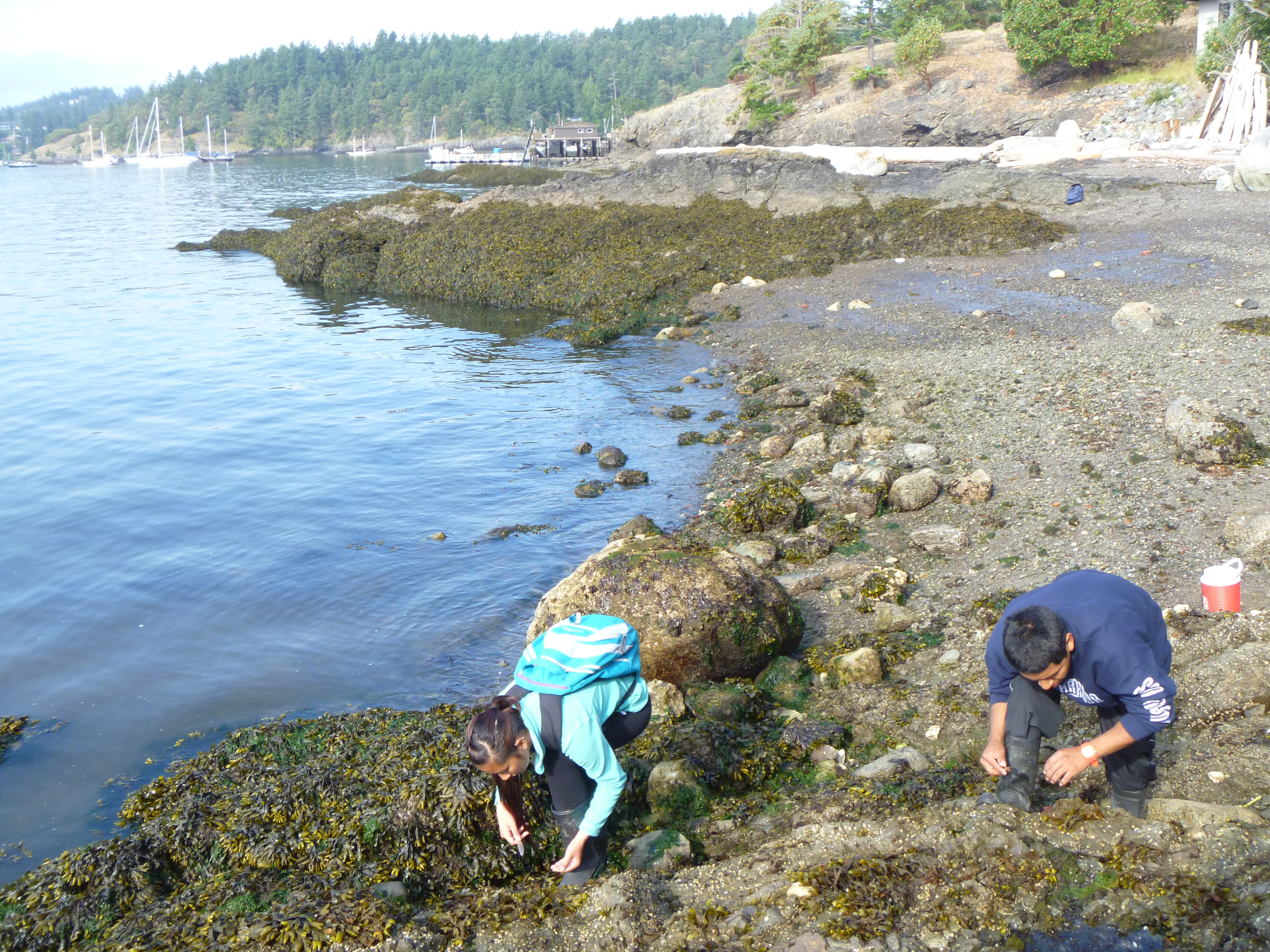 Students doing intertidal research