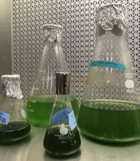 cyanobacterial cultures