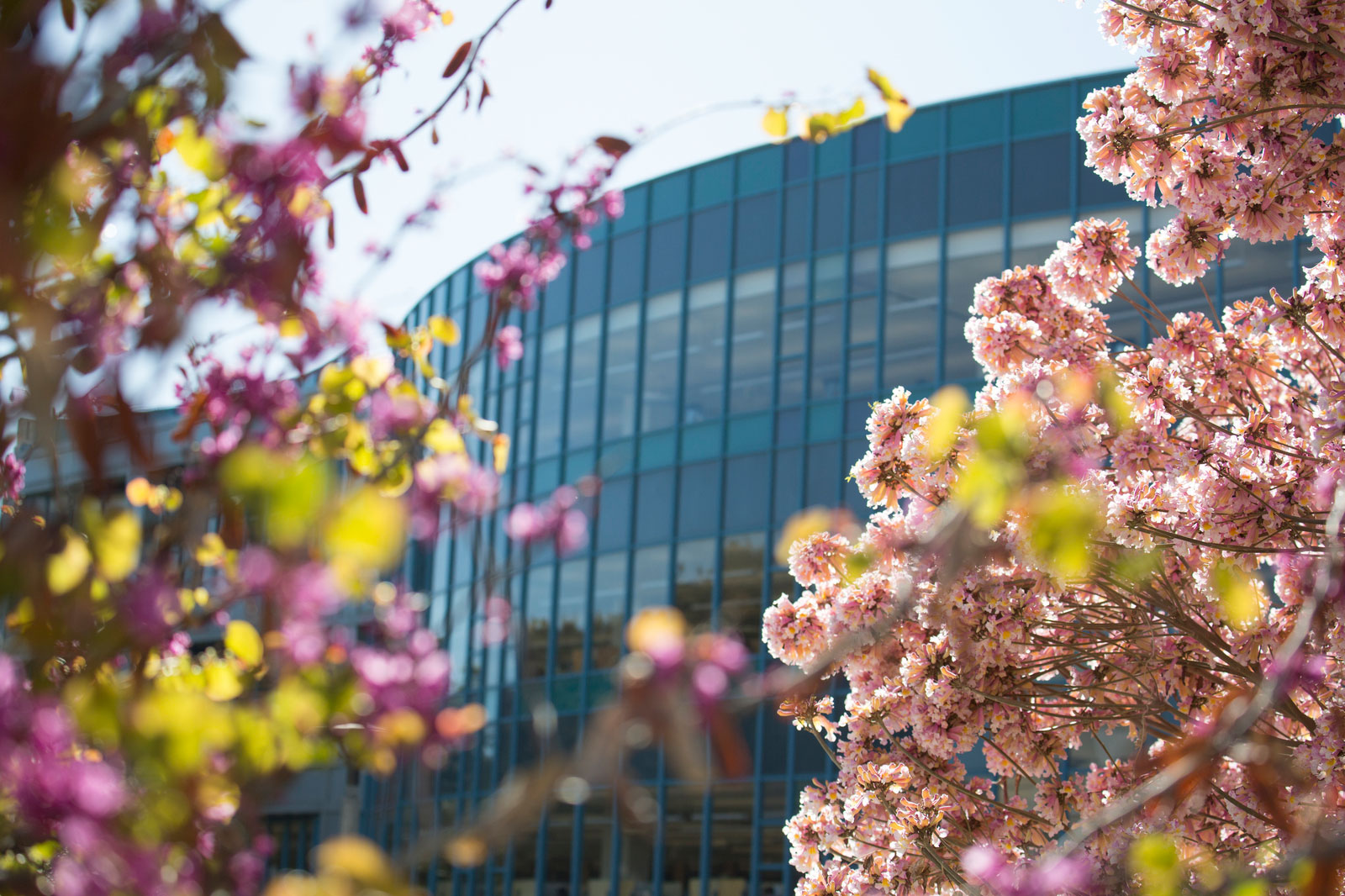 CSUF Pollak Library