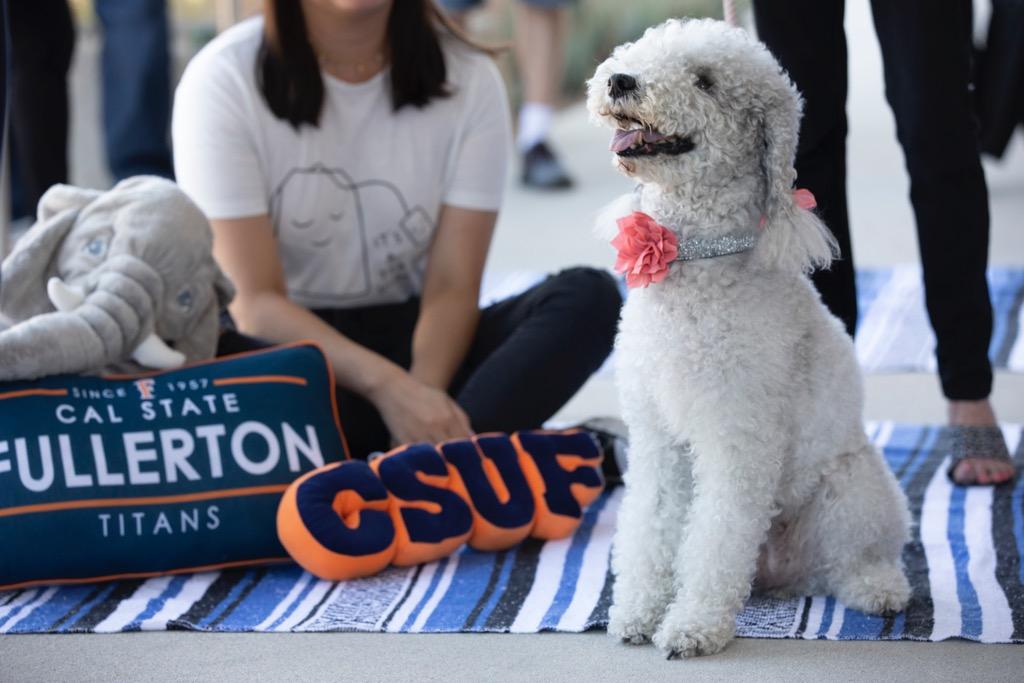 CSUF student is calm and relaxing with doggy therapy.
