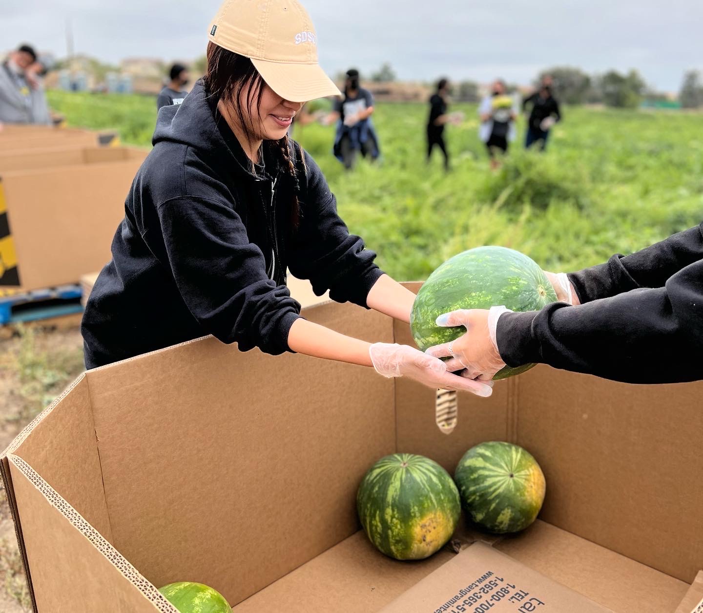 Upward Bound student volunteer harvesting watermelon