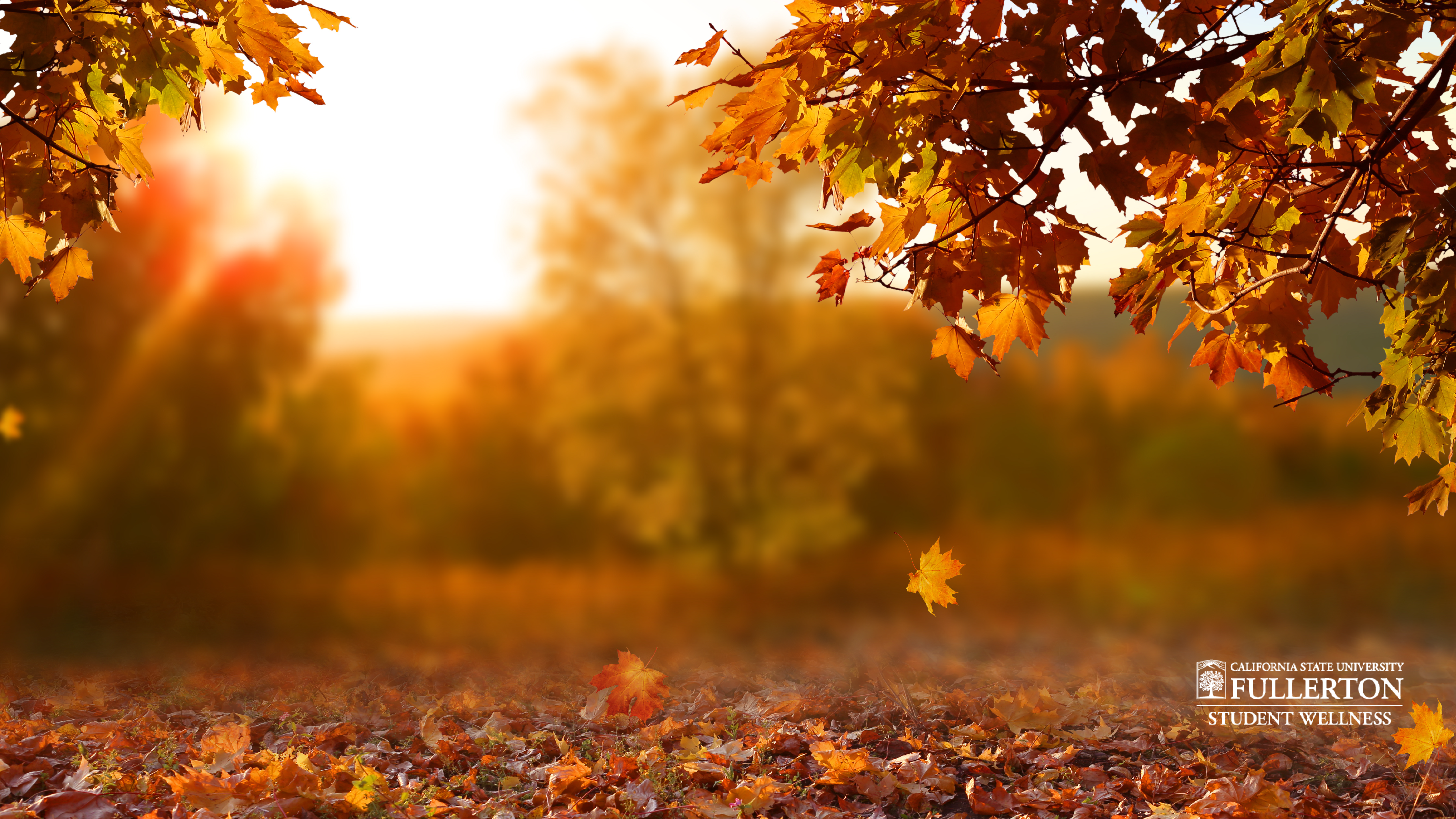 Fall Zoom background 4