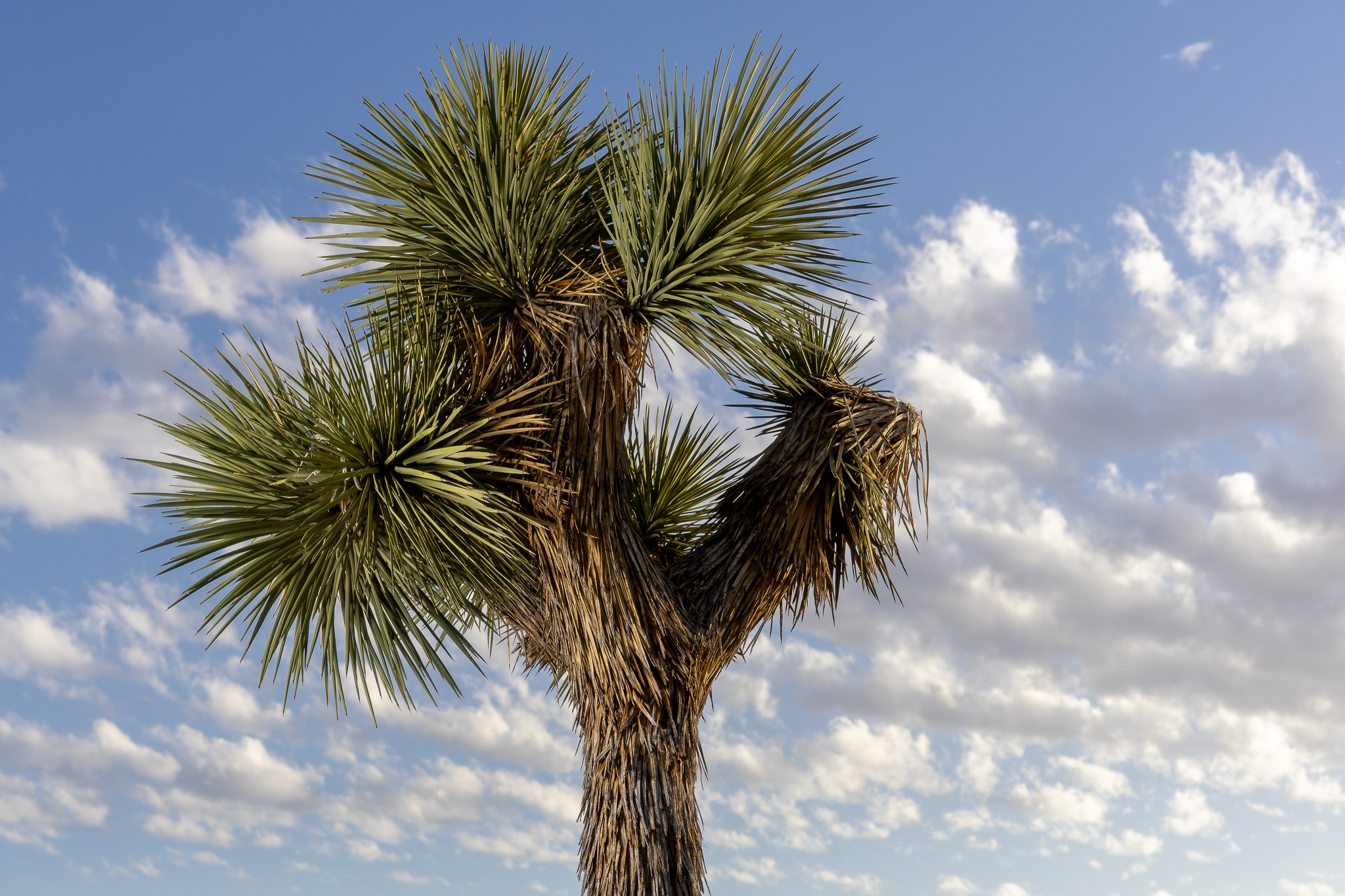 Joshua tree against. ablue sky with clouds.