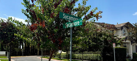 Sycamore Lane street sign in front of a tree