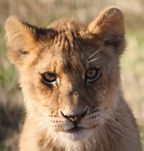 Kala the lion