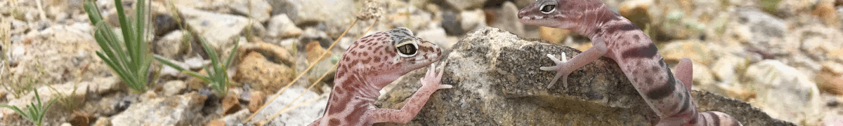 Western geckos