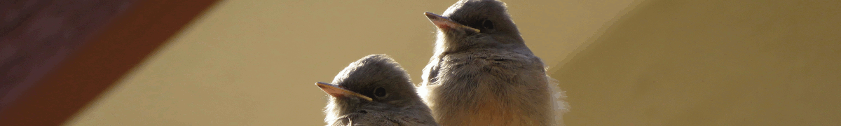 Juvenile Say's phoebes