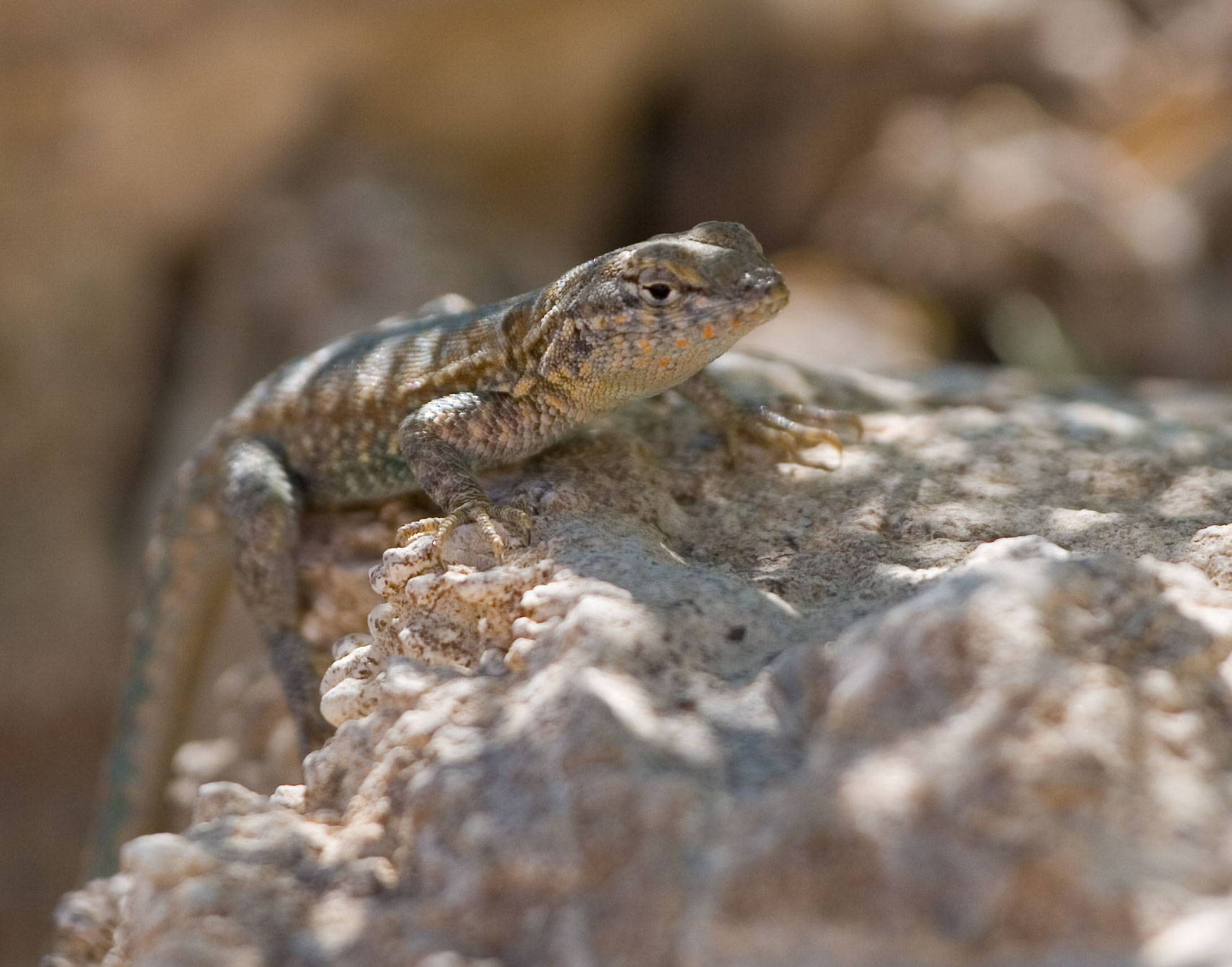 Lizard