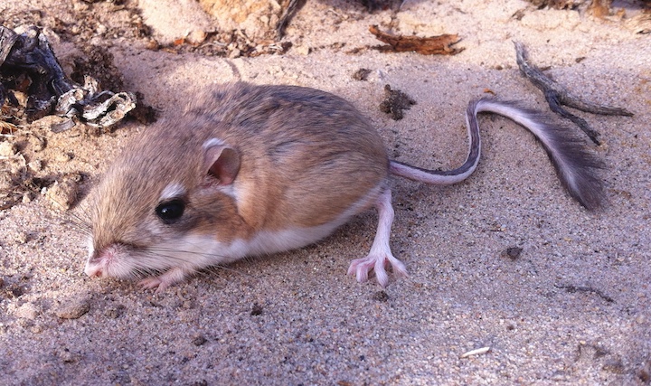 Kangaroo Rat