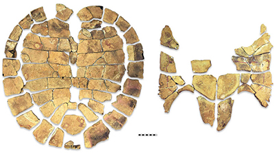 Jim Parham Paleontologist collaborately discover new giant turtle fossil