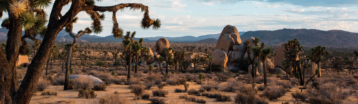 Scenic desert view of Joshua tree with boulders and trees