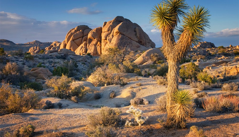 Landscape scenic view of rocks and trees in Joshua Tree