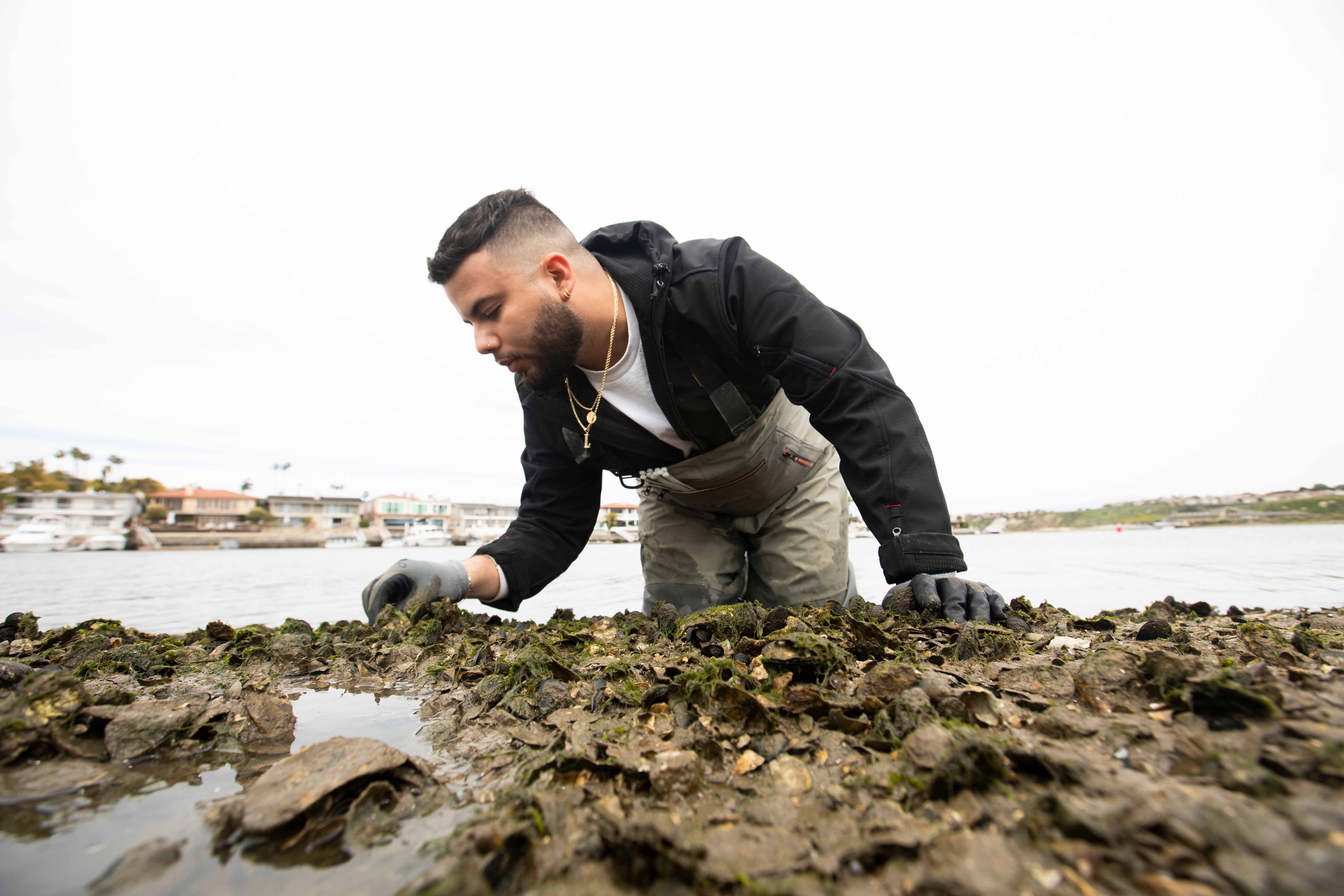 restored oyster beds