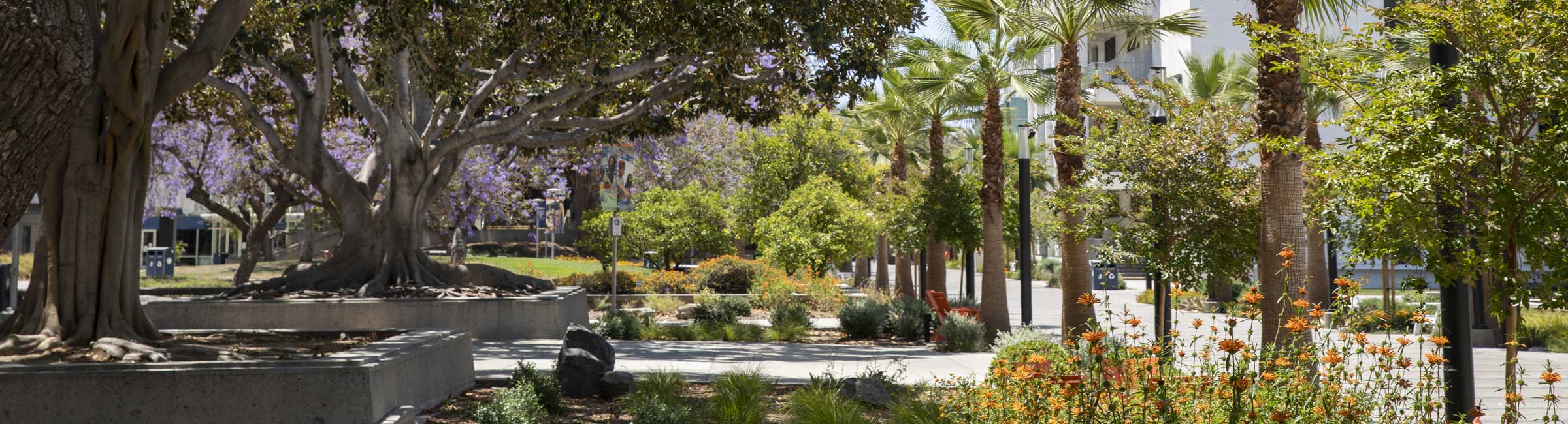 HSS Quad in Bloom