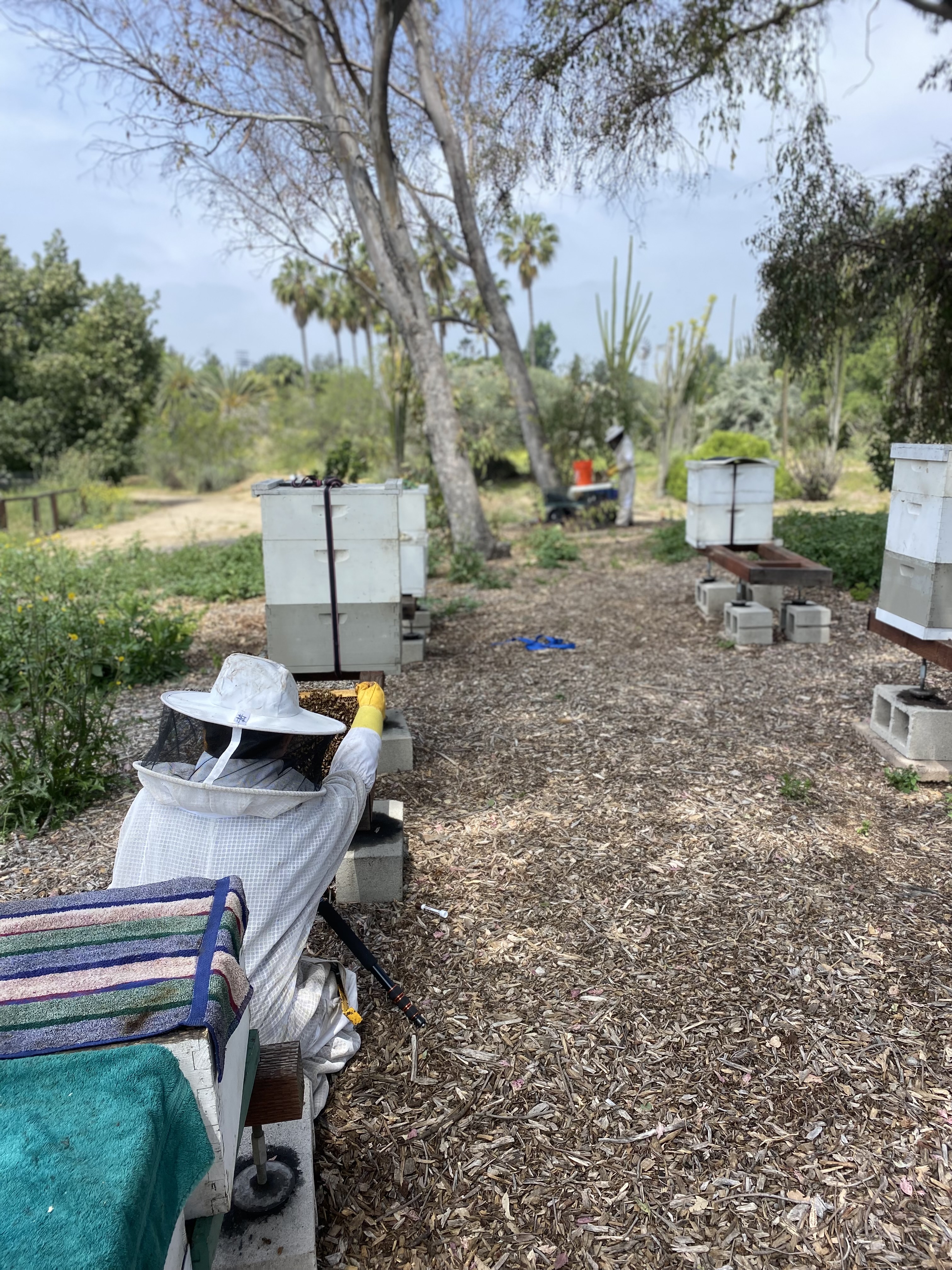 Apiary 1 