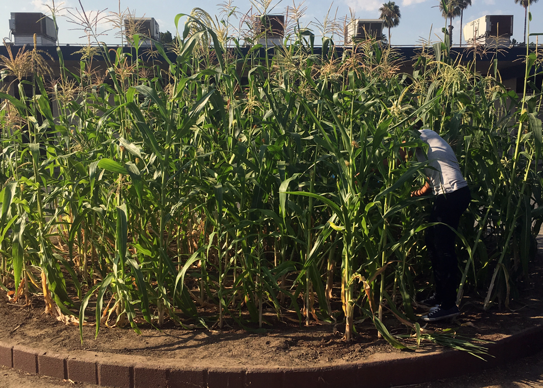 Corn grown Corn grown