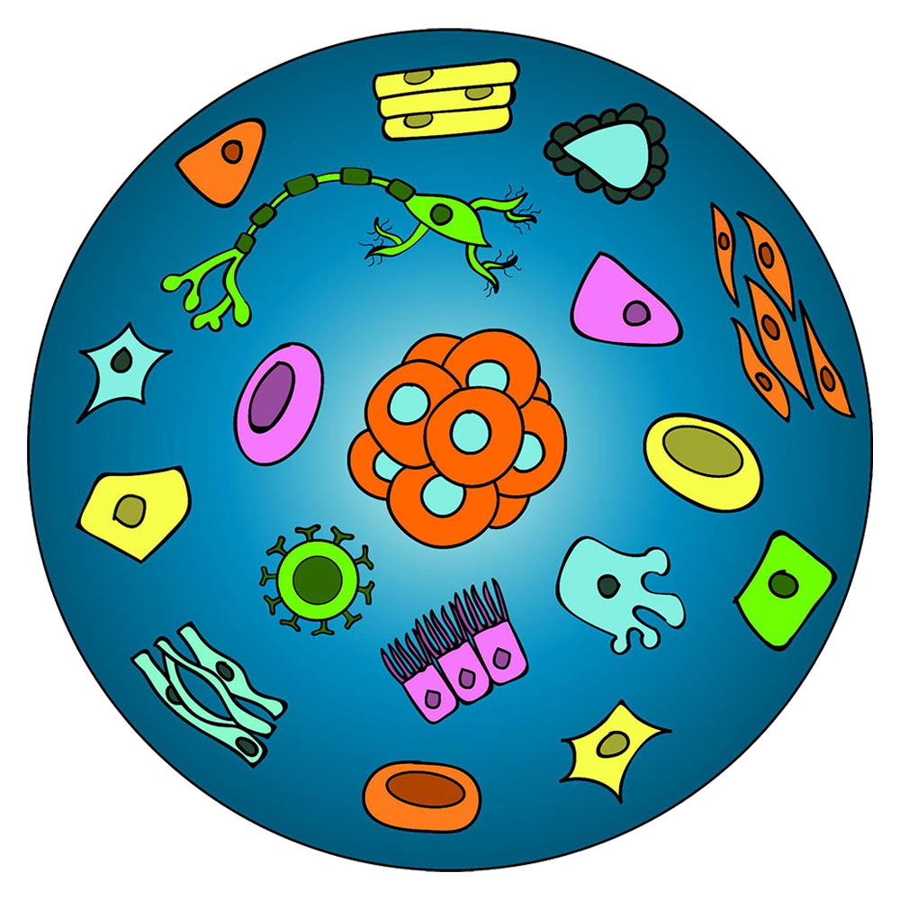 bscr logo