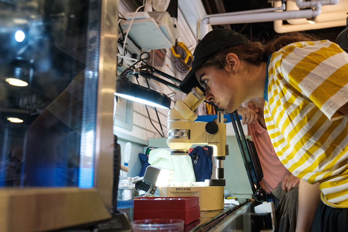 student using microscope